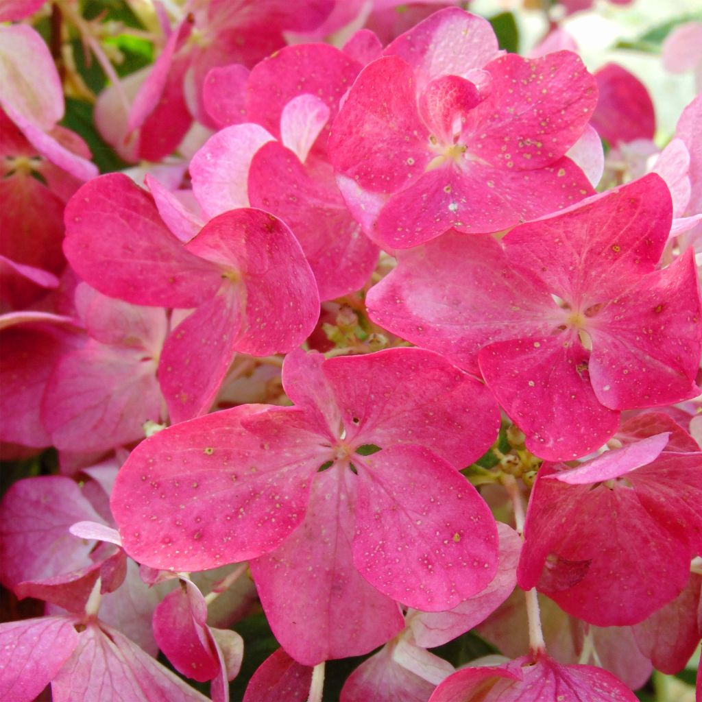 Rispenhortensie Diamant Rouge - Hydrangea paniculata