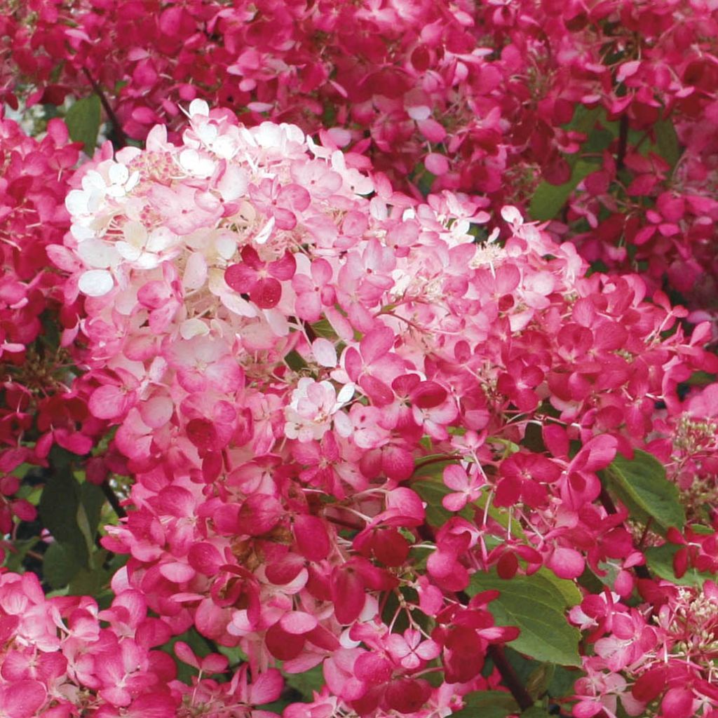 Rispenhortensie Diamant Rouge - Hydrangea paniculata