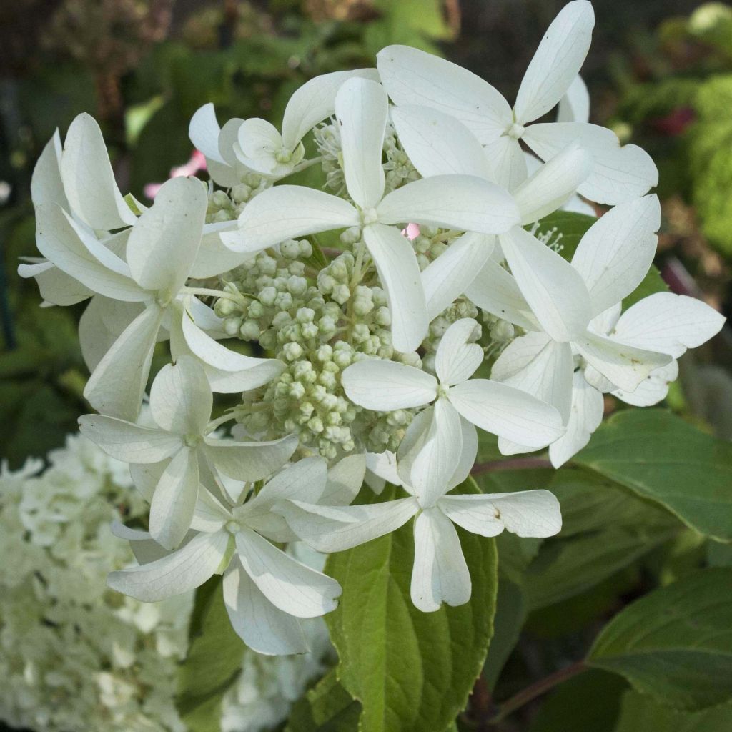 Rispenhortensie Great Star Le Vasterival - Hydrangea paniculata