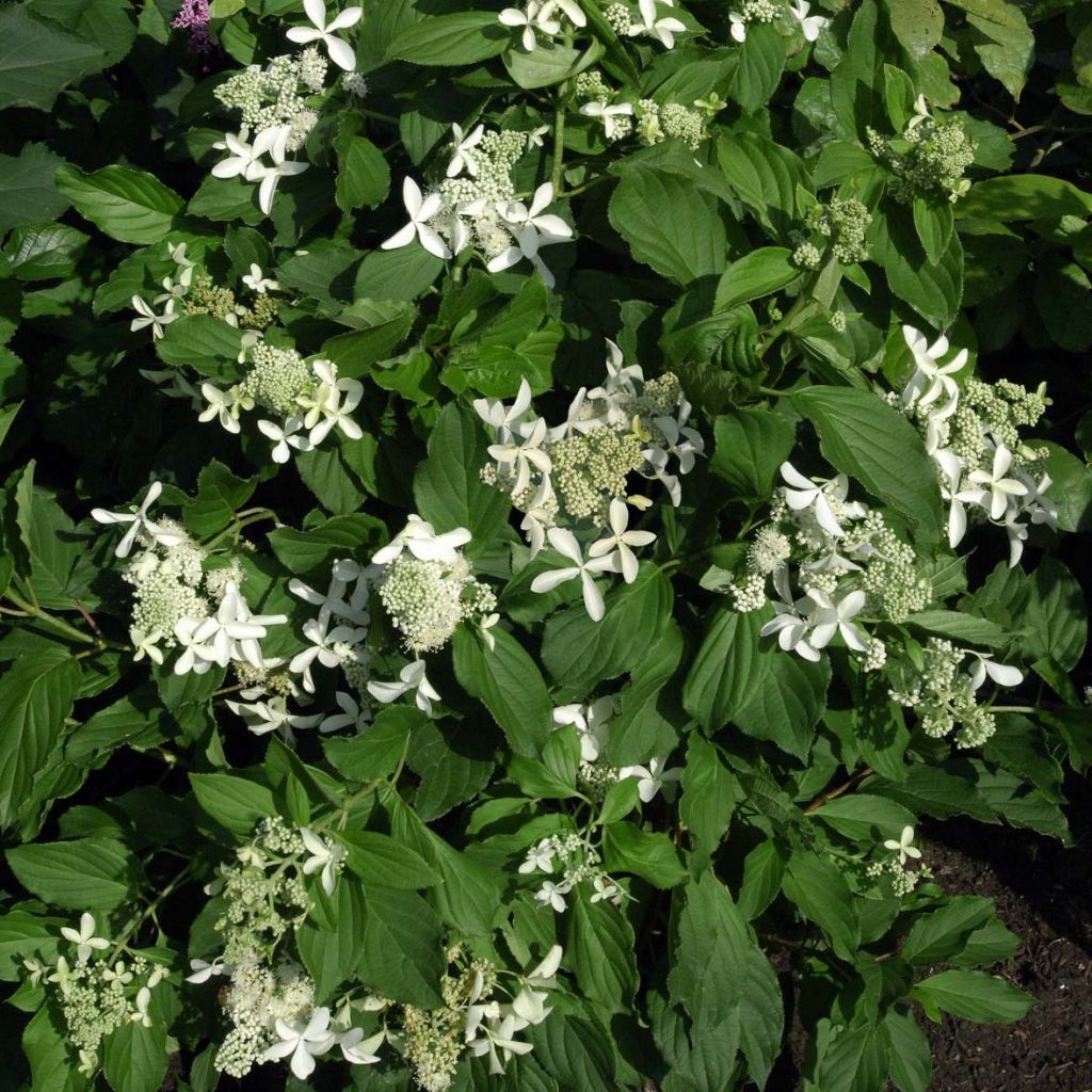 Rispenhortensie Great Star Le Vasterival - Hydrangea paniculata