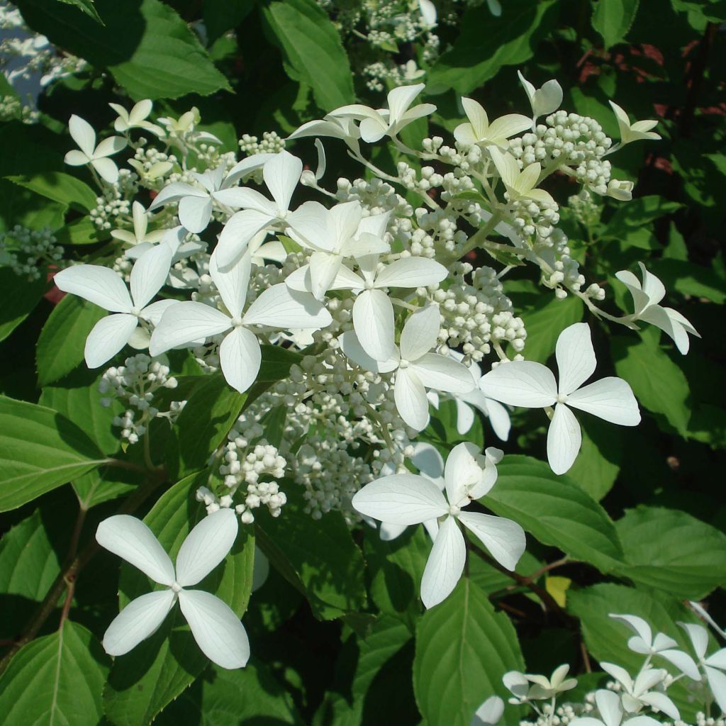 Rispenhortensie Great Star Le Vasterival - Hydrangea paniculata