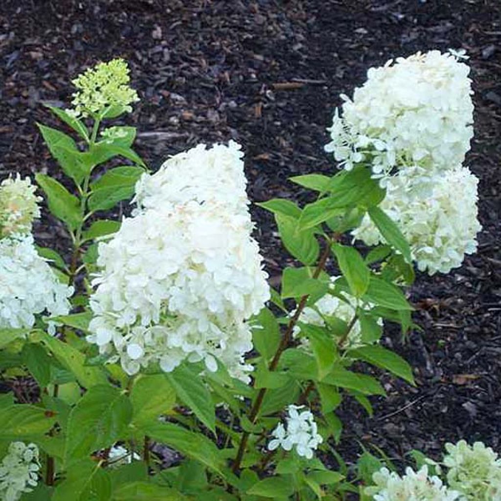 Rispenhortensie Limelight - Hydrangea paniculata