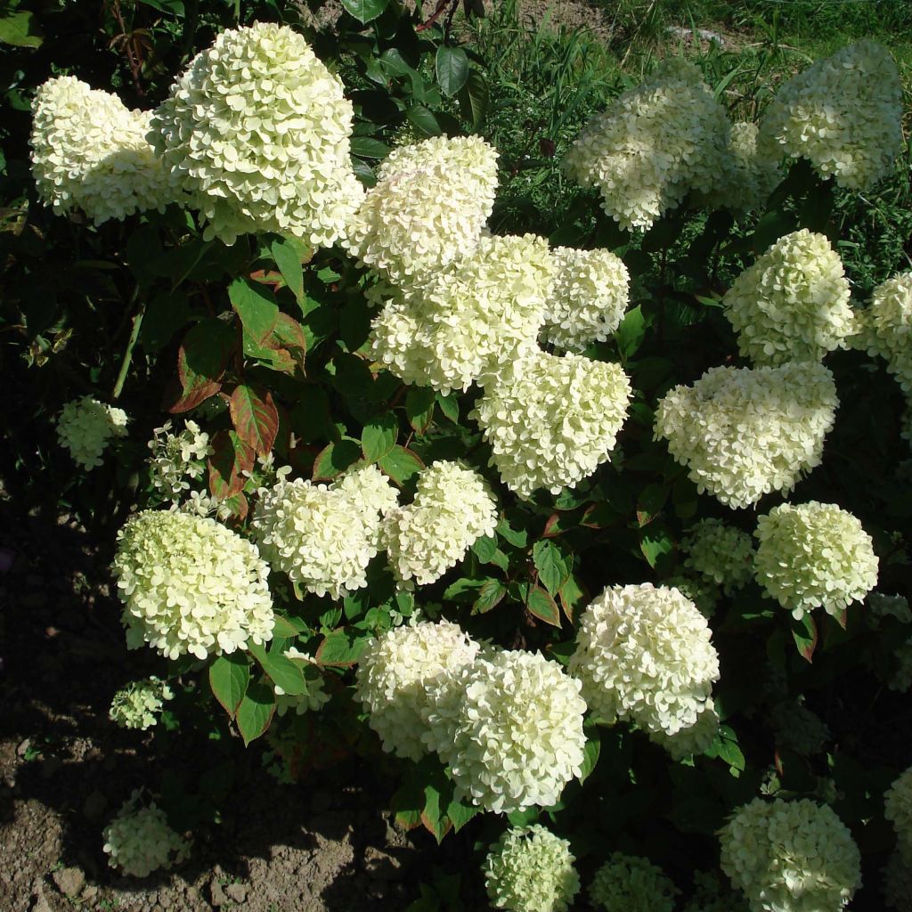 Rispenhortensie Limelight - Hydrangea paniculata