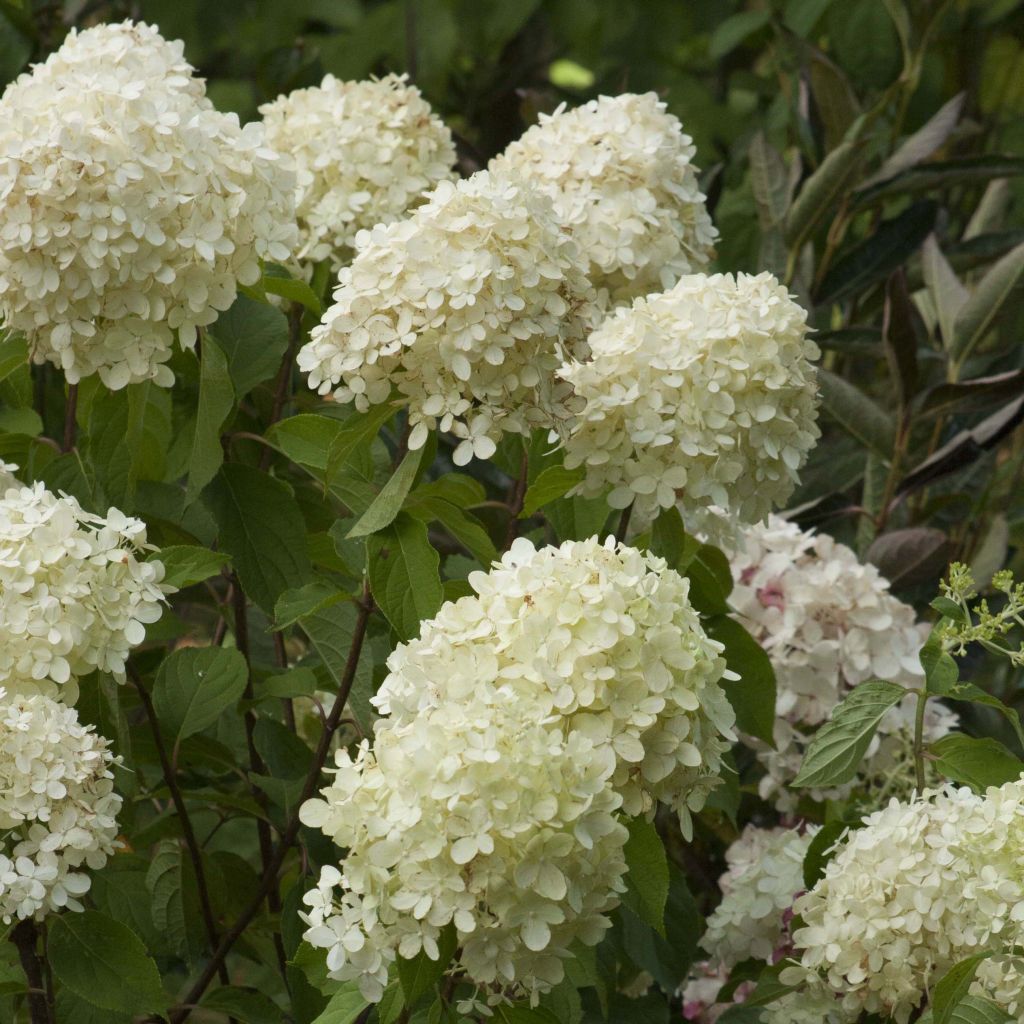 Rispenhortensie Limelight - Hydrangea paniculata