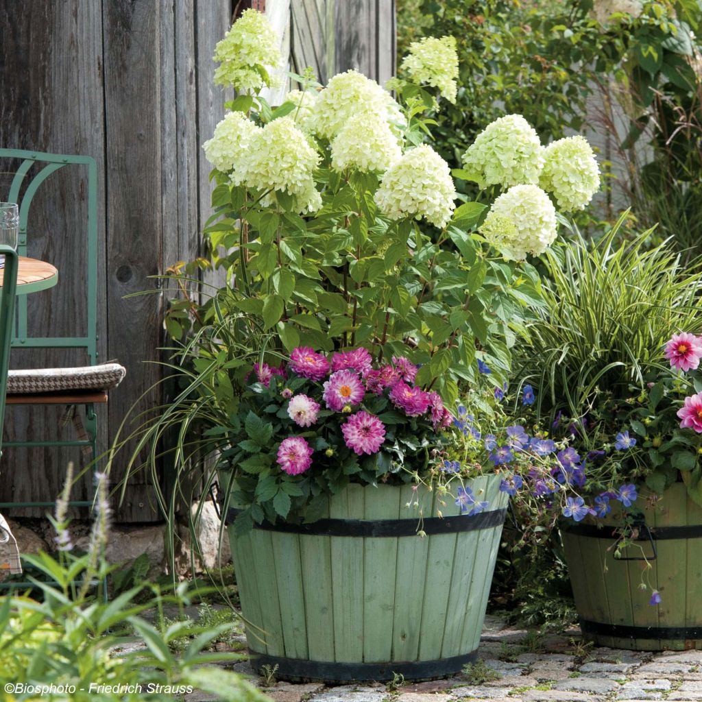 Rispenhortensie Limelight - Hydrangea paniculata