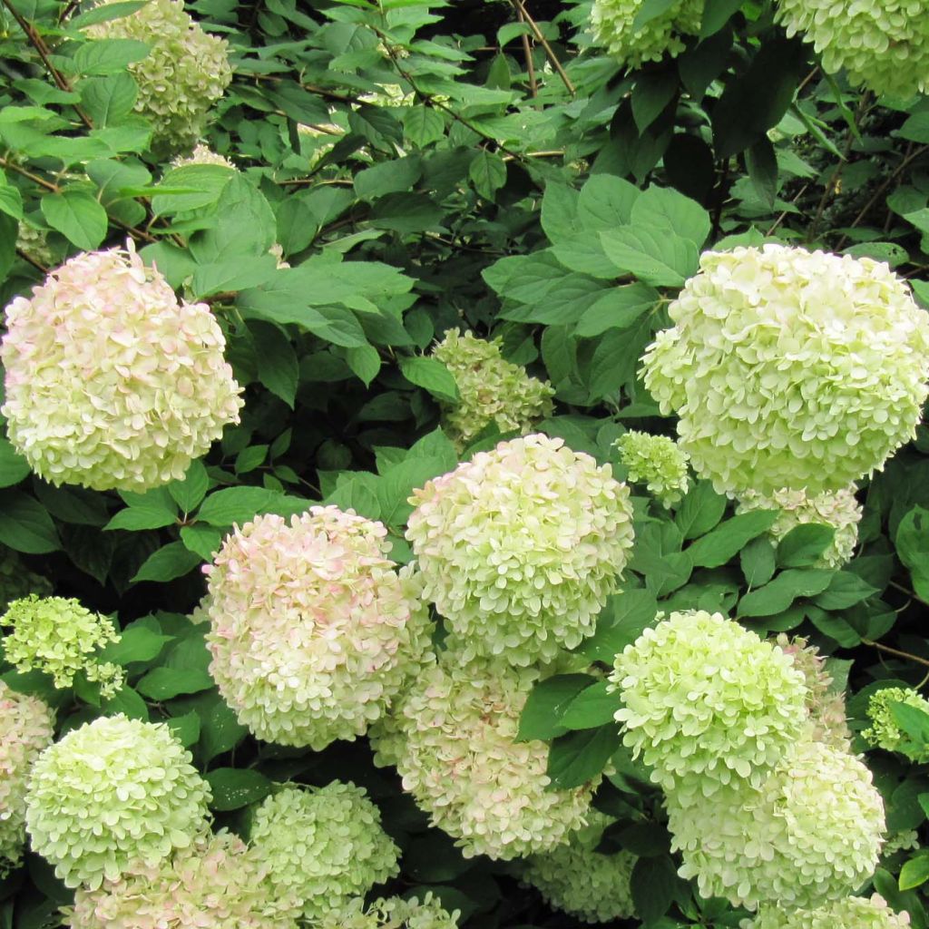 Rispenhortensie Limelight - Hydrangea paniculata