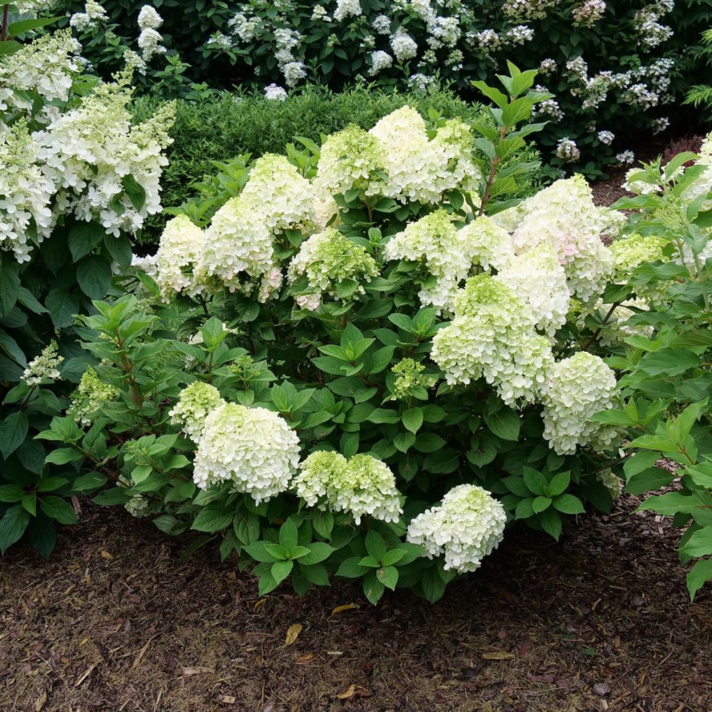 Rispenhortensie Little Lime® Punch Proven Winners® - Hydrangea paniculata