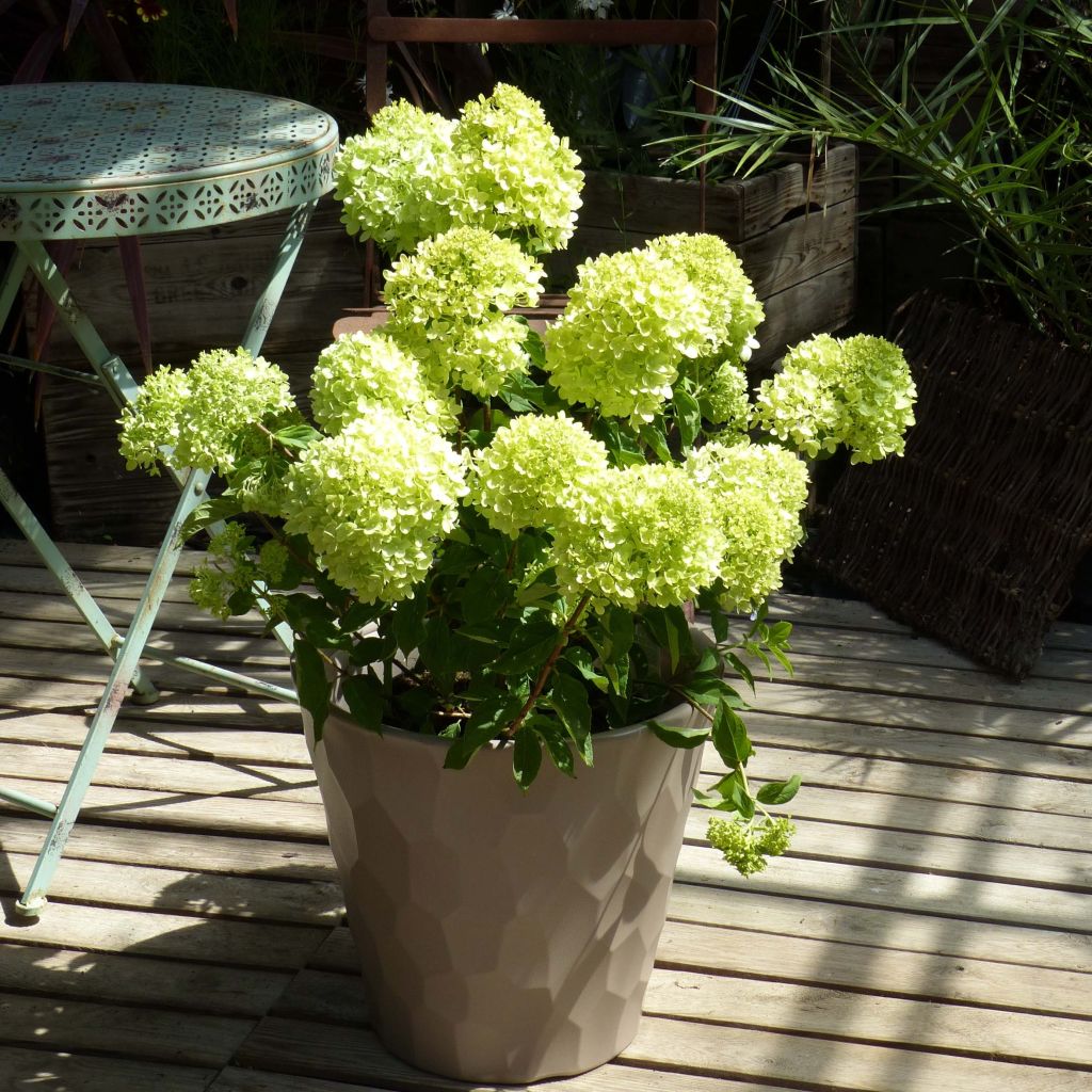 Rispenhortensie Little Lime - Hydrangea paniculata