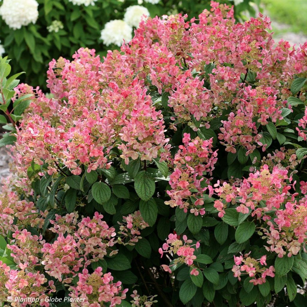 Hydrangea paniculata Little Quick Fire - Hortensia paniculé