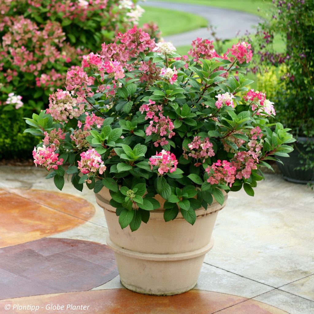 Rispenhortensie Little Quick Fire - Hydrangea paniculata