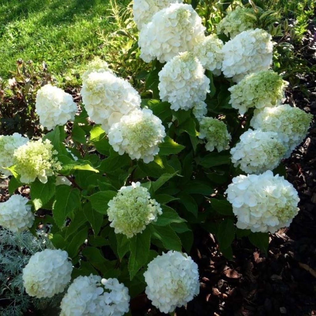 Rispenhortensie Magical Mont Blanc - Hydrangea paniculata