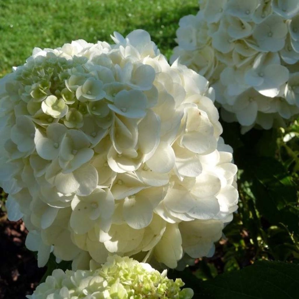 Rispenhortensie Magical Mont Blanc - Hydrangea paniculata