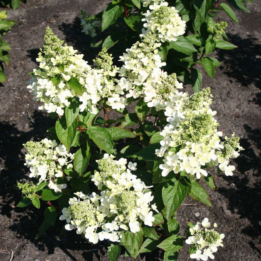 Rispenhortensie Magical Vesuvio - Hydrangea paniculata