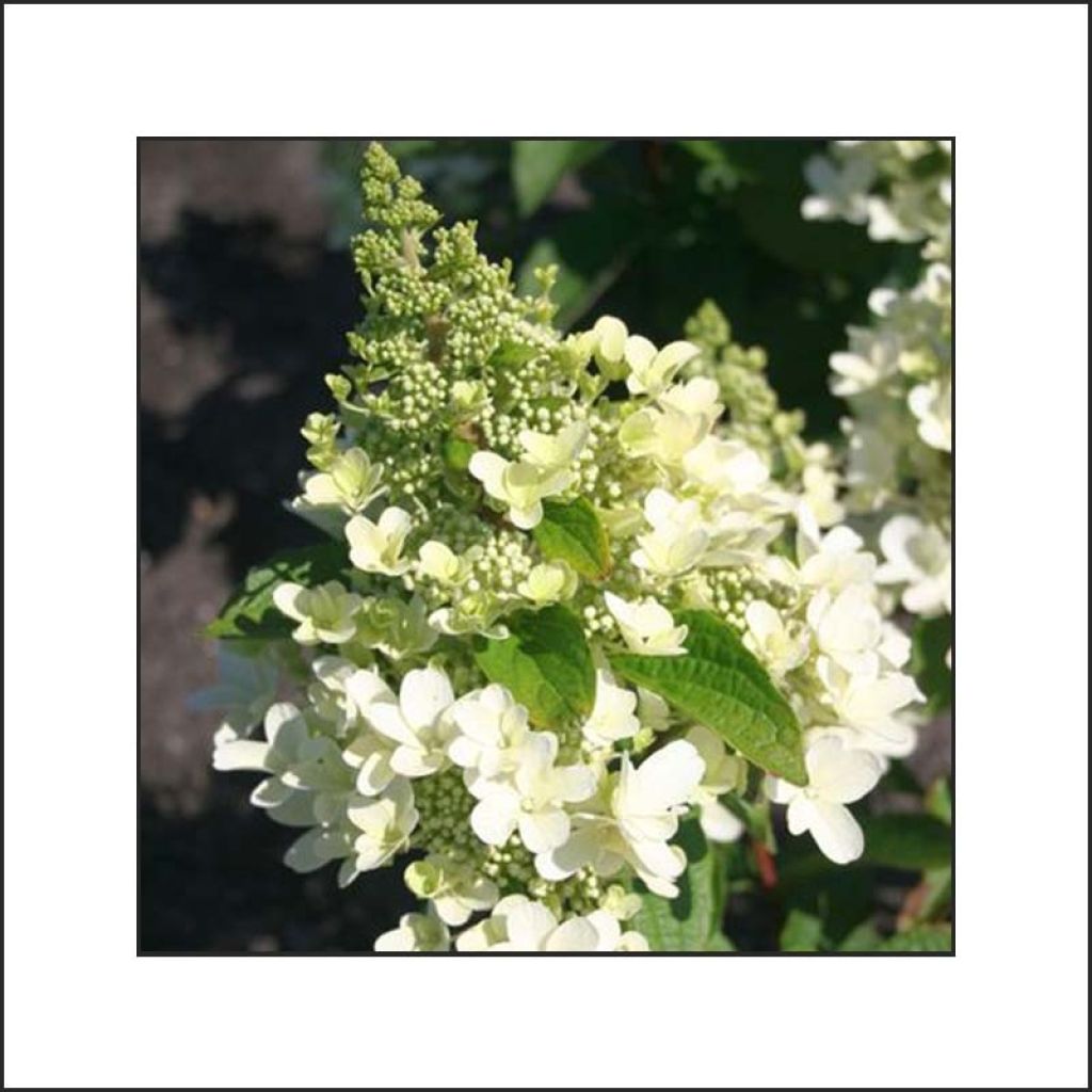 Rispenhortensie Magical Vesuvio - Hydrangea paniculata