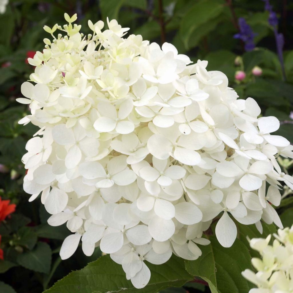 Rispenhortensie Phantom - Hydrangea paniculata