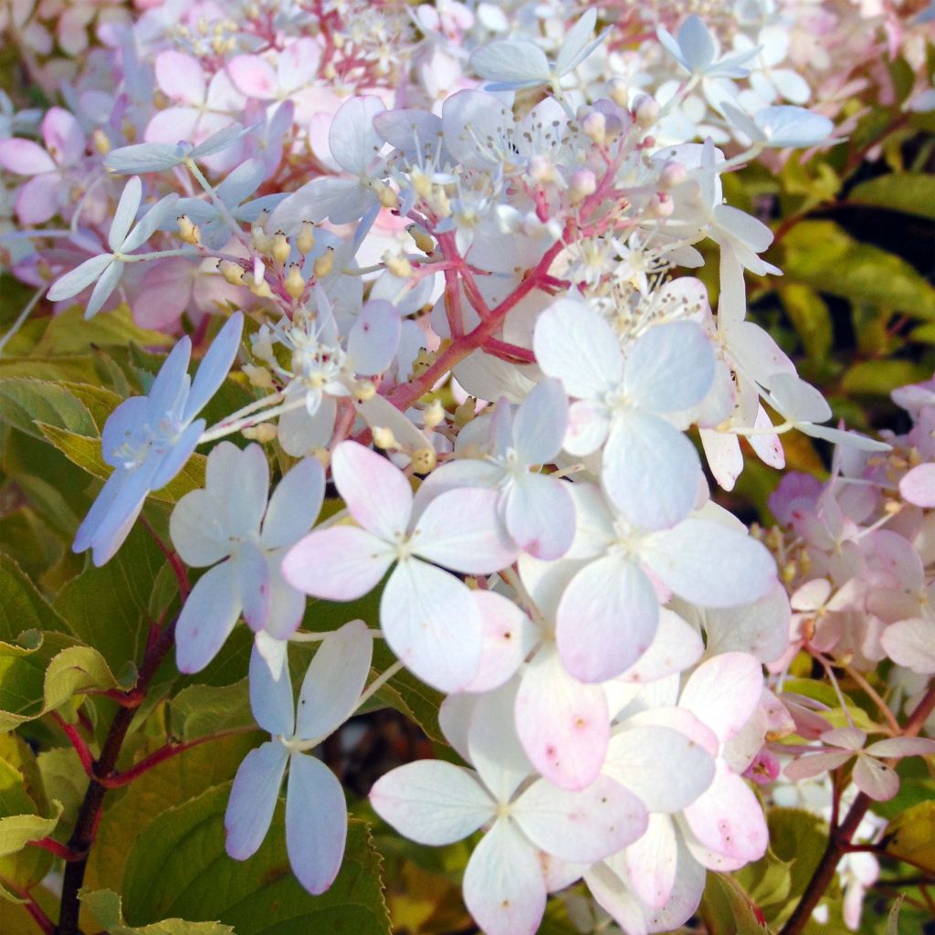 Rispenhortensie Phantom - Hydrangea paniculata