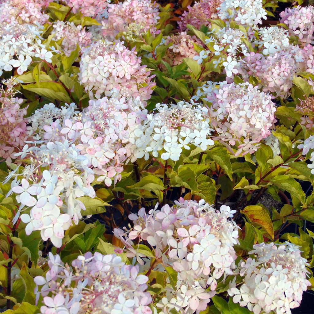 Rispenhortensie Phantom - Hydrangea paniculata