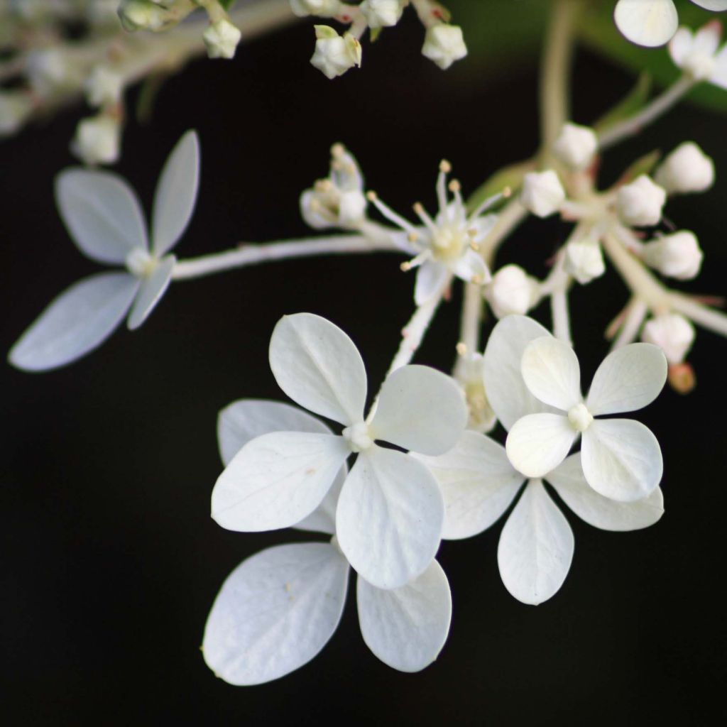 Rispenhortensie Phantom - Hydrangea paniculata