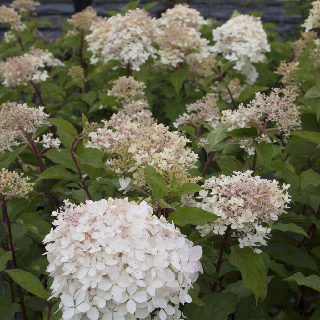 Rispenhortensie Phantom - Hydrangea paniculata