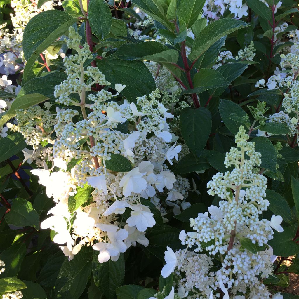 Rispenhortensie Pinky Winky - Hydrangea paniculata