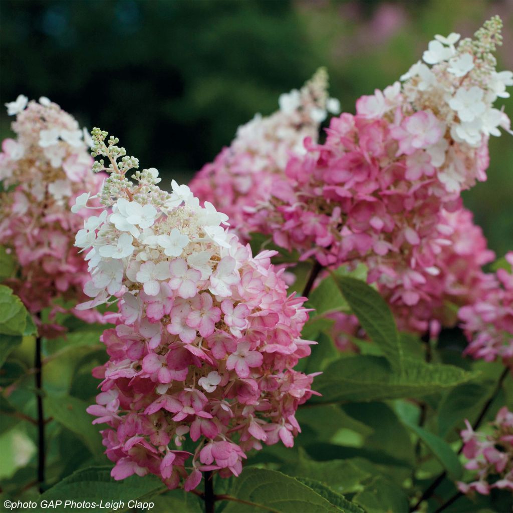 Rispenhortensie Pinky Winky - Hydrangea paniculata