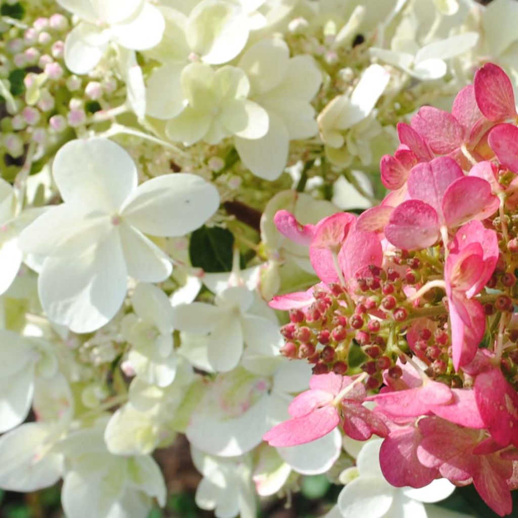 Rispenhortensie Pinky Winky - Hydrangea paniculata