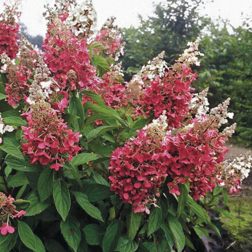 Rispenhortensie Pinky Winky - Hydrangea paniculata