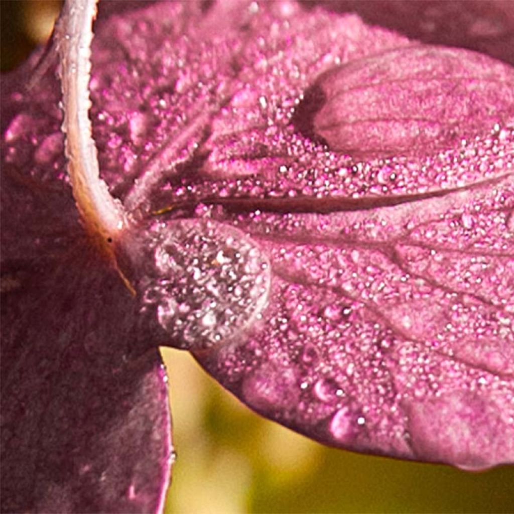 Rispenhortensie Pinky Winky - Hydrangea paniculata