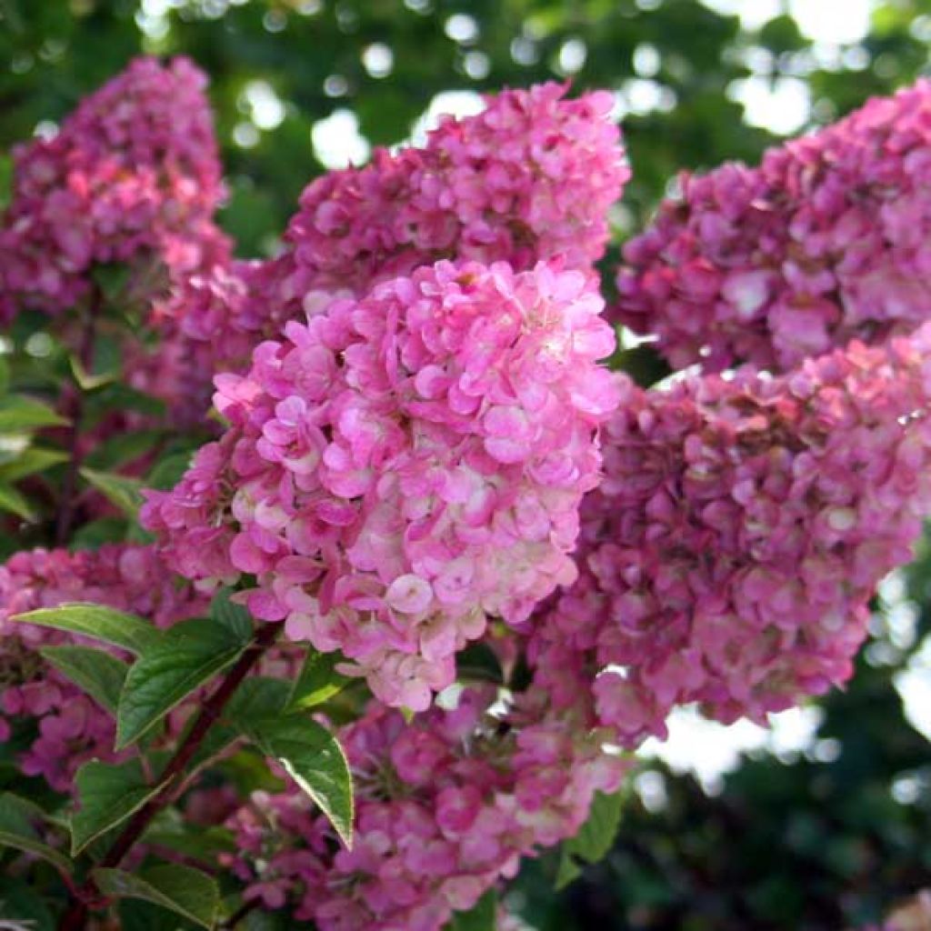 Rispenhortensie Sundae Fraise - Hydrangea paniculata