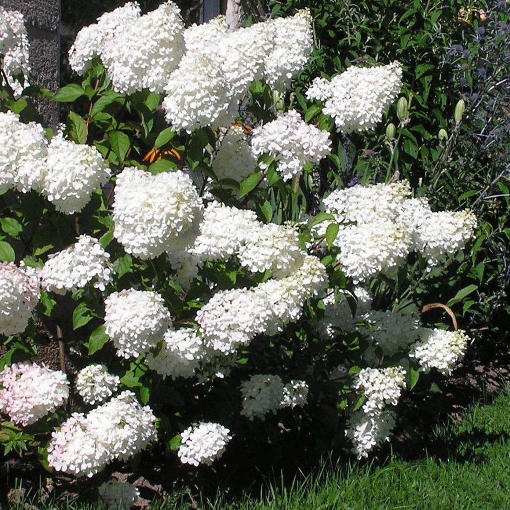 Rispenhortensie Vanille Fraise - Hydrangea paniculata