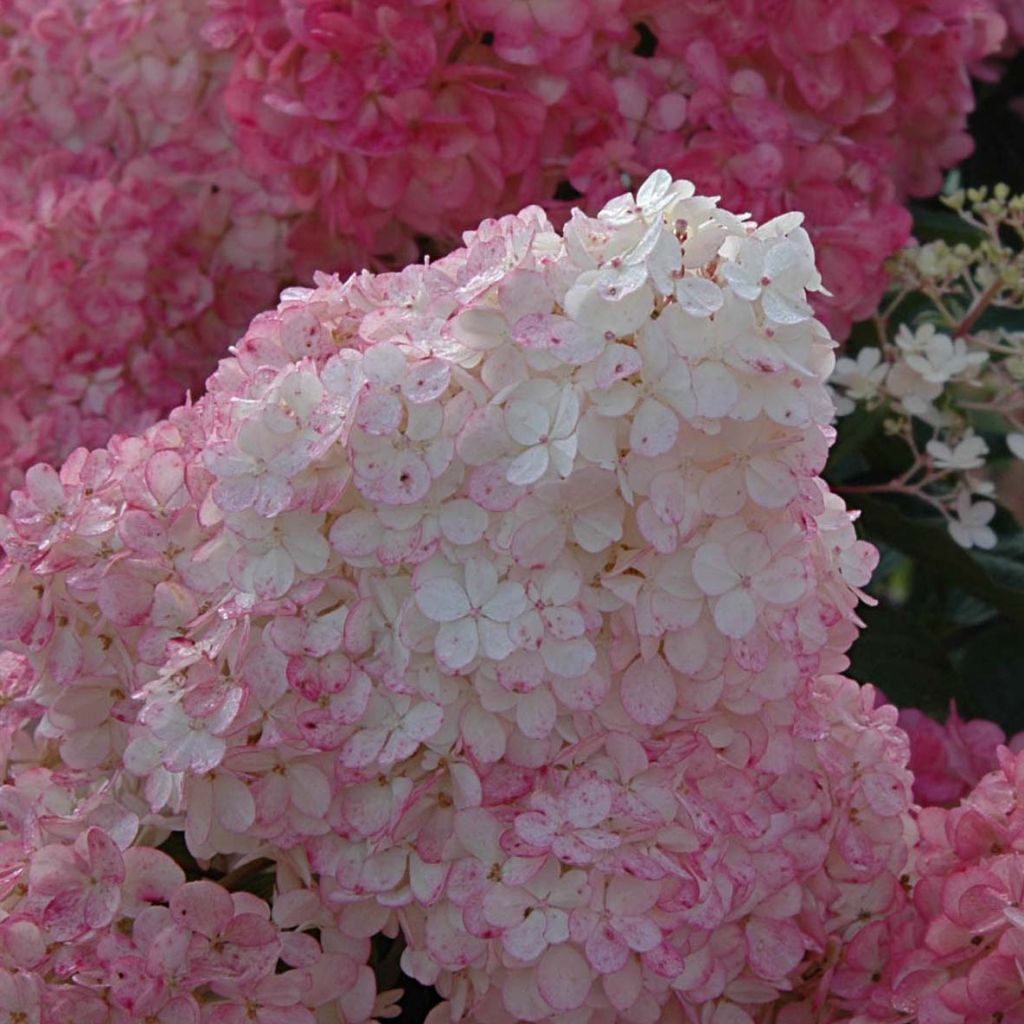 Rispenhortensie Vanille Fraise - Hydrangea paniculata