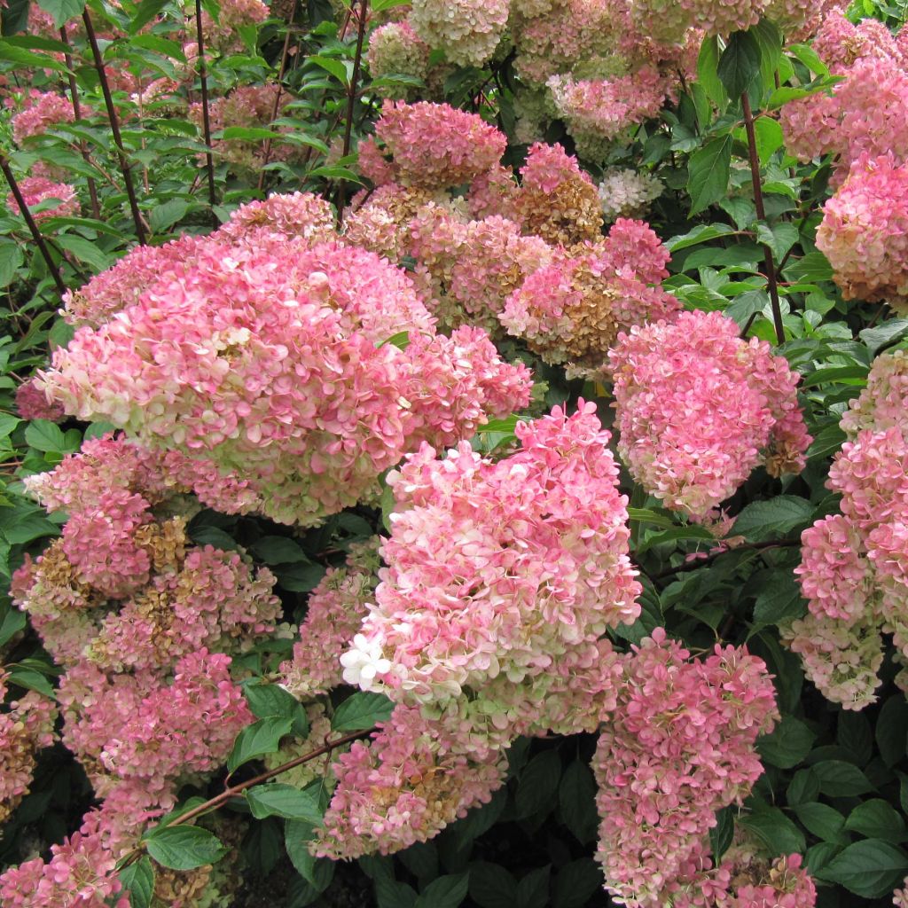 Rispenhortensie Vanille Fraise - Hydrangea paniculata