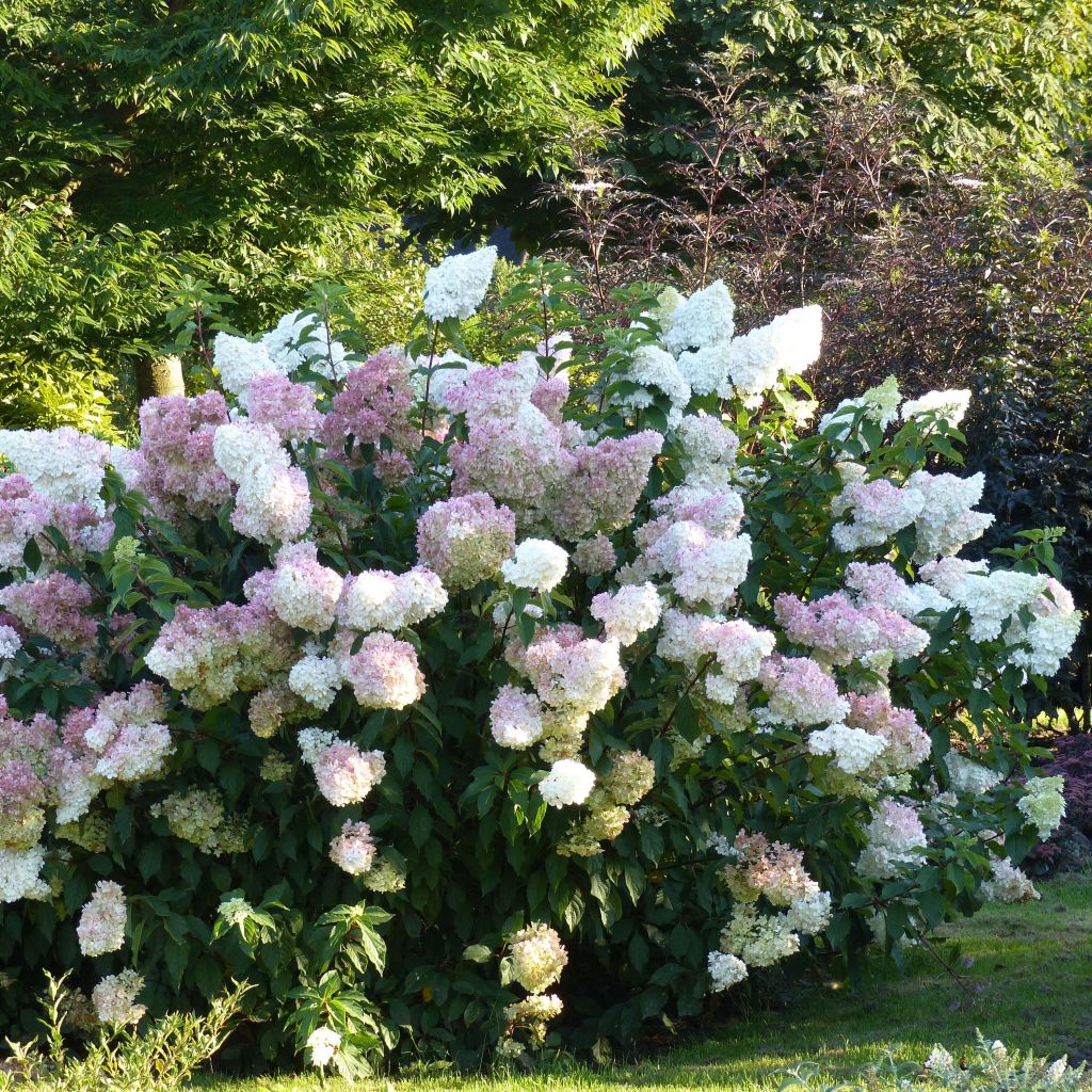 Rispenhortensie Vanille Fraise - Hydrangea paniculata