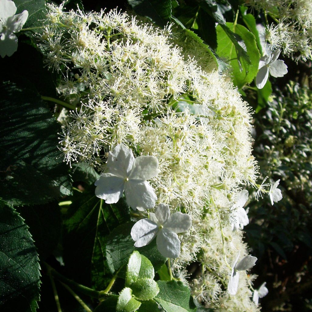 Hydrangea anomala ssp. petiolaris - Kletter-Hortensie