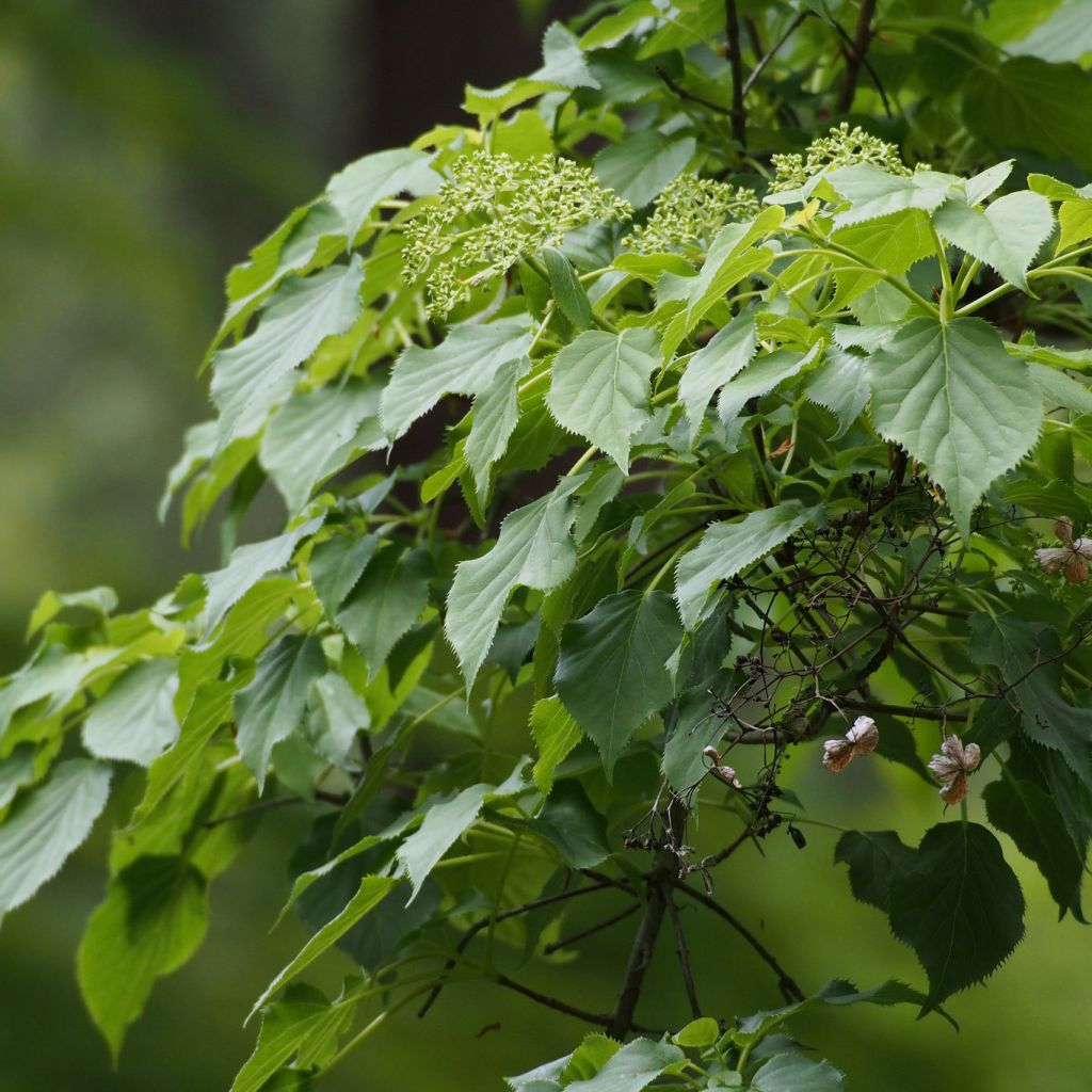 Hydrangea anomala ssp. petiolaris - Kletter-Hortensie