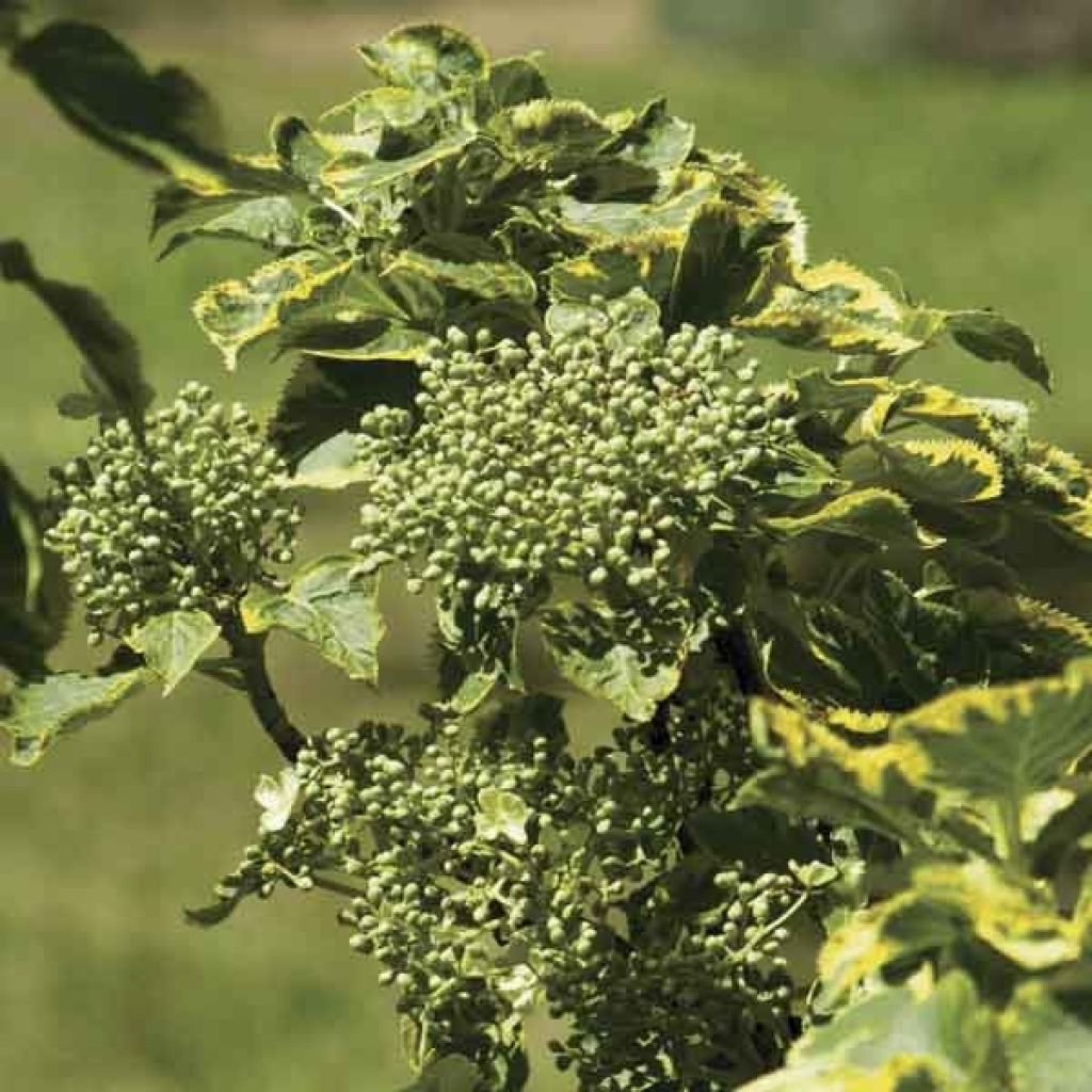 Hydrangea anomala petiolaris Miranda - Kletter-Hortensie