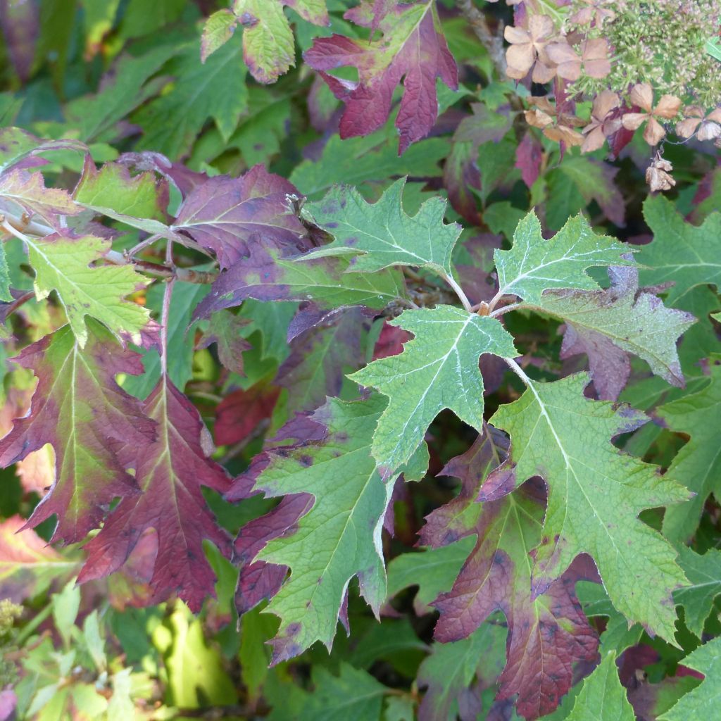 Eichenblatt-Hortensie Ice Crystal - Hydrangea quercifolia