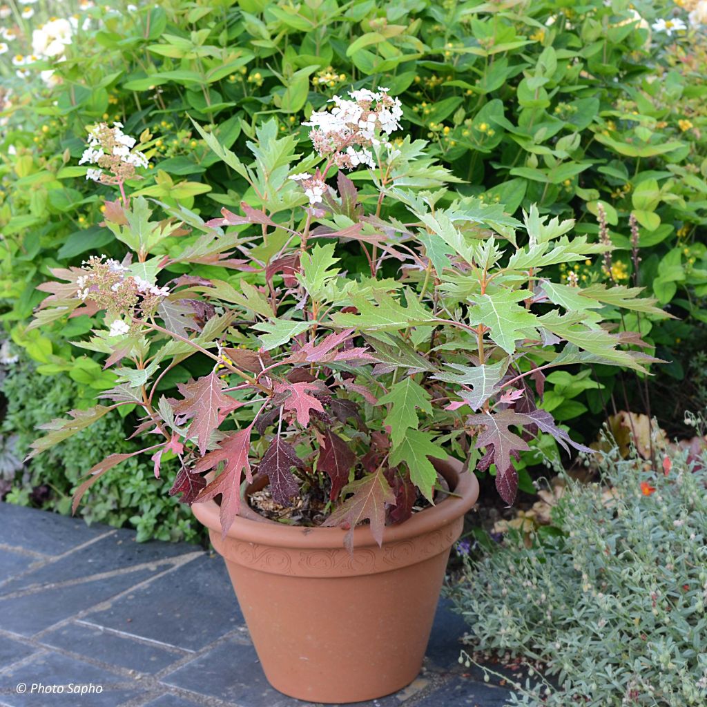 Eichenblatt-Hortensie Ice Crystal - Hydrangea quercifolia