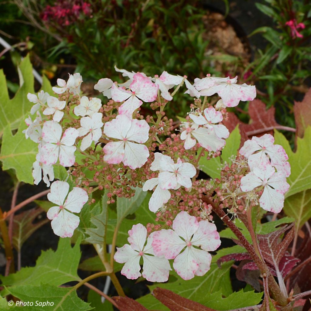 Eichenblatt-Hortensie Ice Crystal - Hydrangea quercifolia