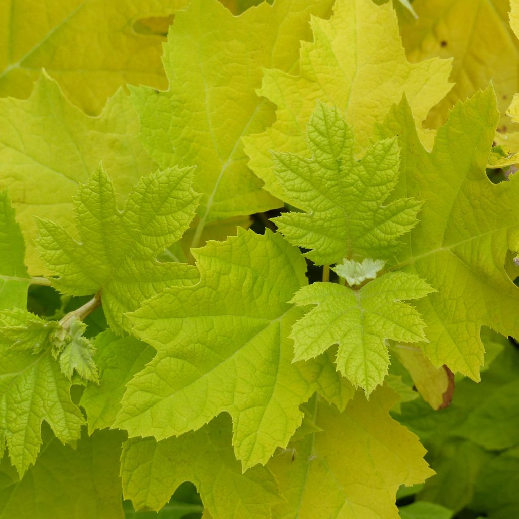 Eichenblatt-Hortensie Little Honey - Hydrangea quercifolia