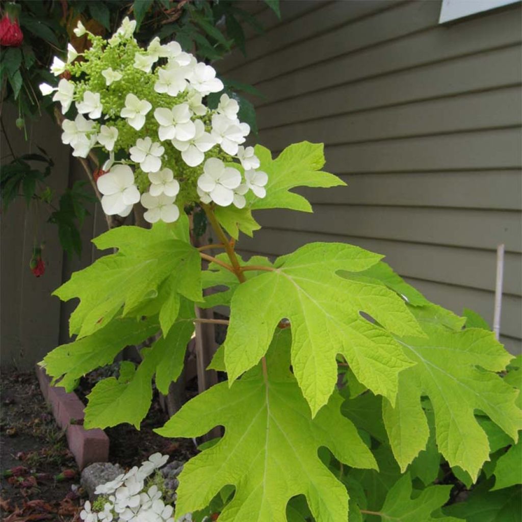 Eichenblatt-Hortensie Little Honey - Hydrangea quercifolia