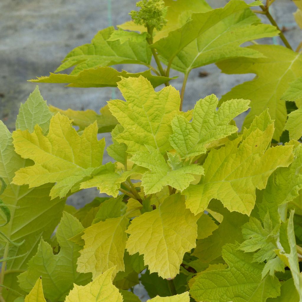 Eichenblatt-Hortensie Little Honey - Hydrangea quercifolia