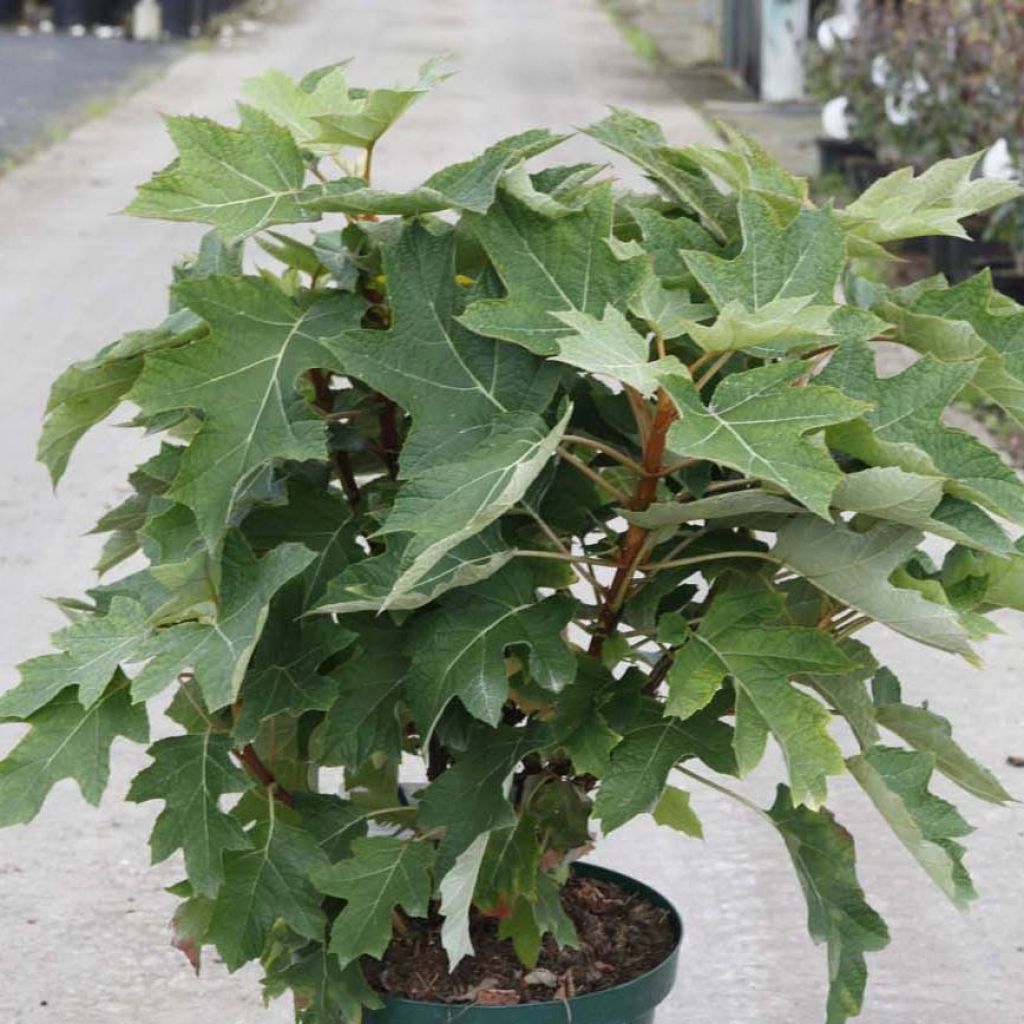 Eichenblatt-Hortensie Munchkin - Hydrangea quercifolia