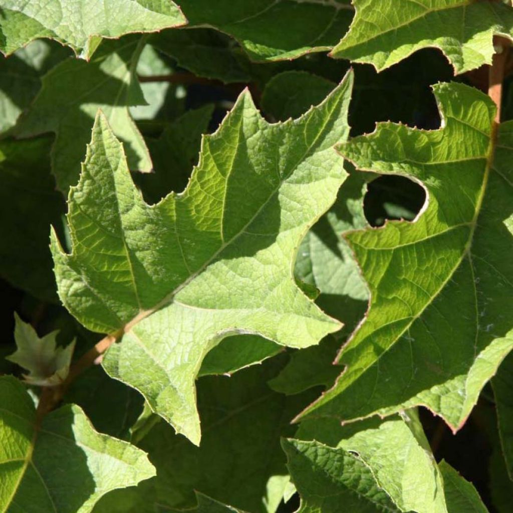 Eichenblatt-Hortensie Munchkin - Hydrangea quercifolia