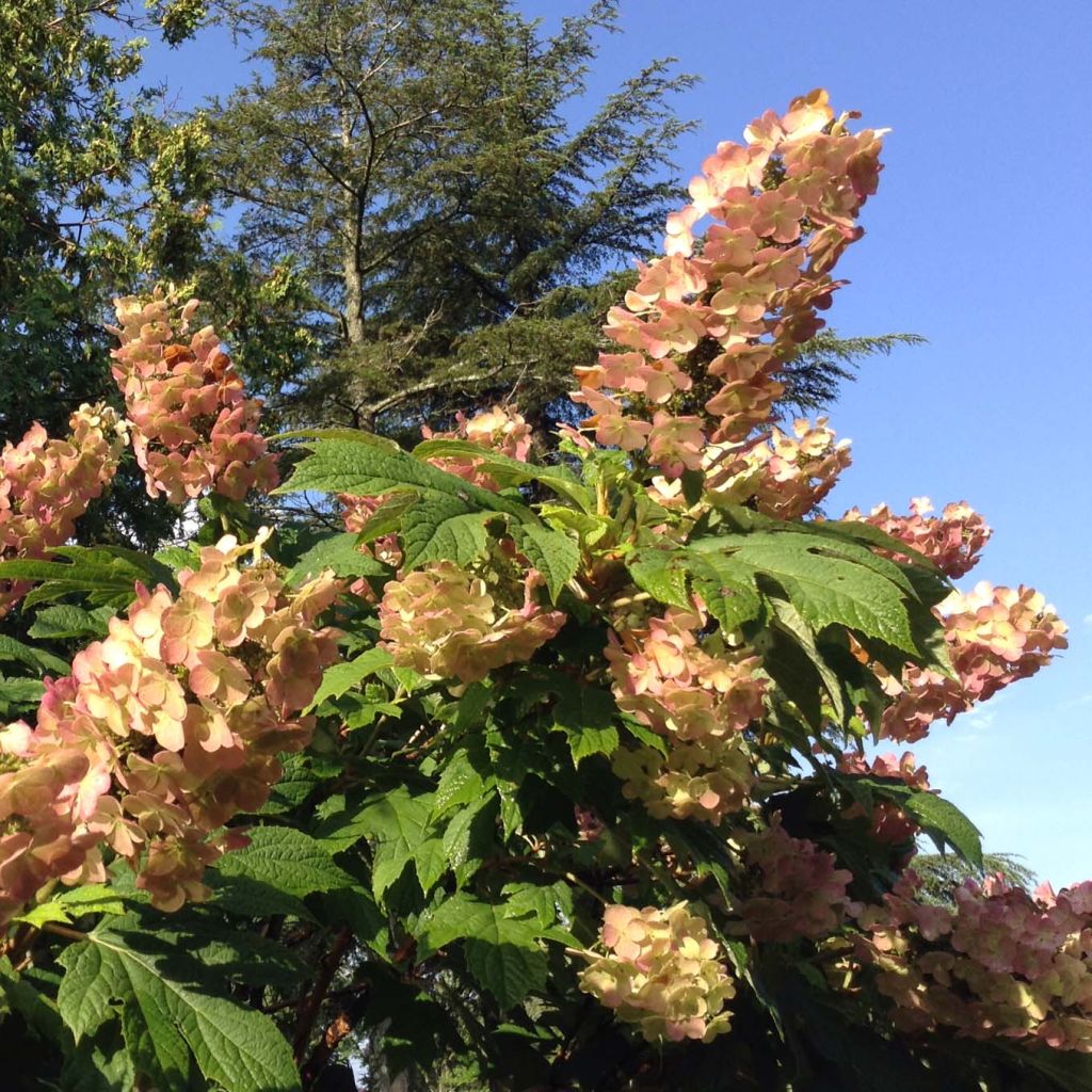 Eichenblatt-Hortensie Snow Queen - Hydrangea quercifolia