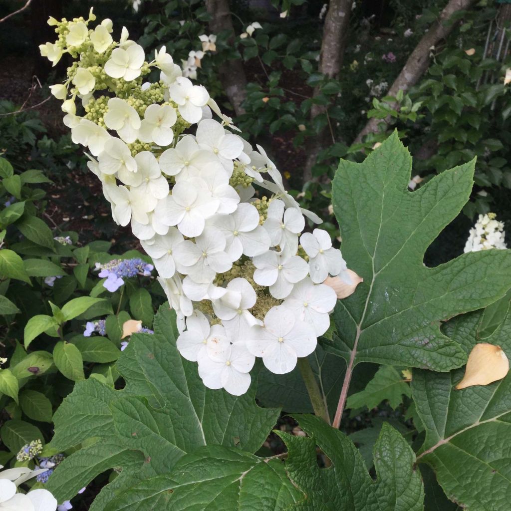 Eichenblatt-Hortensie Snow Queen - Hydrangea quercifolia