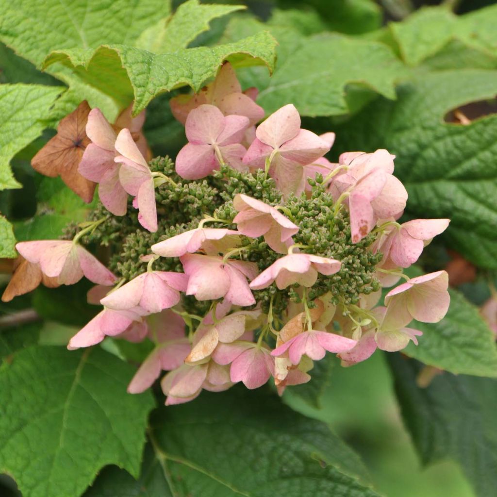 Eichenblatt-Hortensie Snow Queen - Hydrangea quercifolia