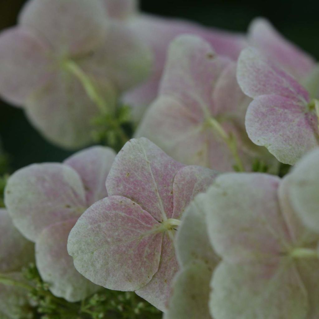 Eichenblatt-Hortensie Snow Queen - Hydrangea quercifolia