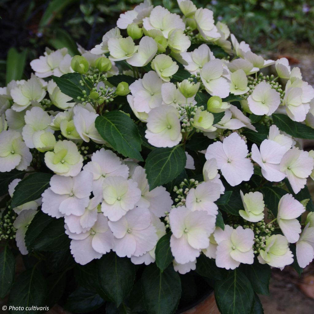 Hydrangea Runaway Bride - Girlanden-Hortensie