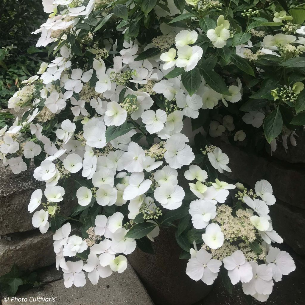 Hydrangea Runaway Bride - Girlanden-Hortensie